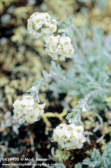 Smelowskia americana