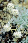 Smelowskia americana