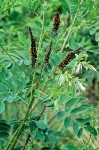 Western False Indigo