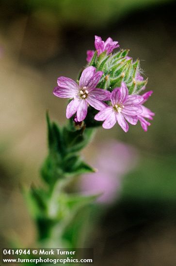 Epilobium ensiflorum