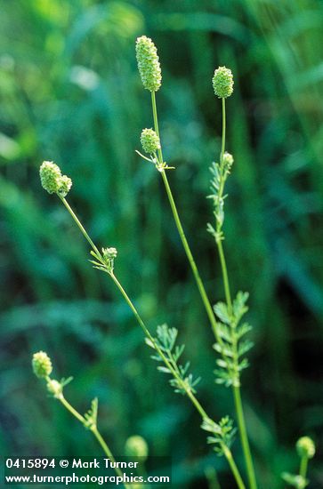 Poteridium annuum