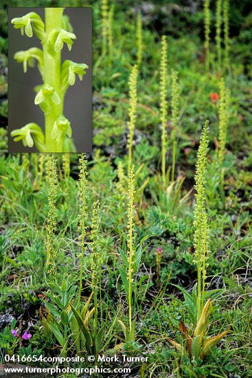 Platanthera unalascensis