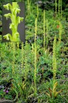 Short-spurred Rein Orchids
