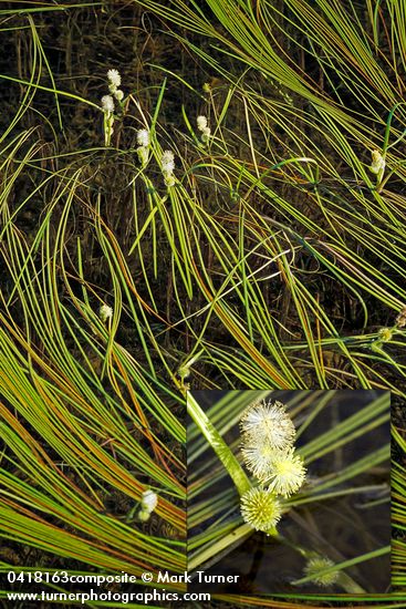 Sparganium natans