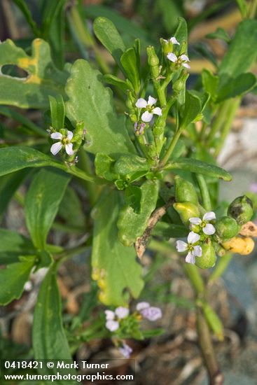 Cakile edentula