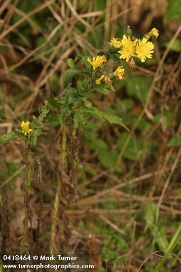 Yellow Composite