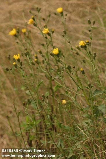 Yellow Composite