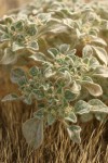 Turkey Mullein