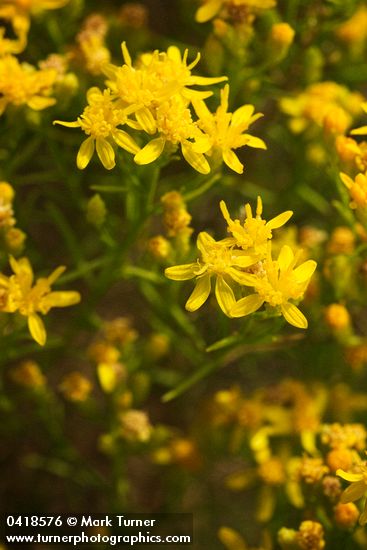Match Brush blossoms & foliage