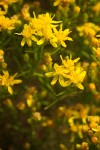 Match Brush blossoms & foliage