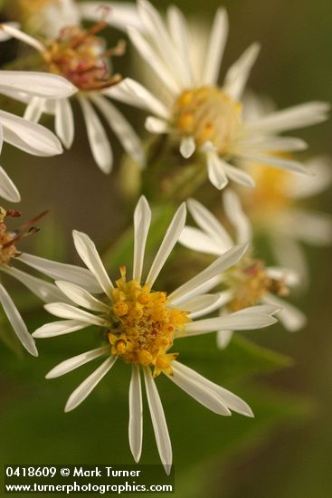 Eurybia radulina