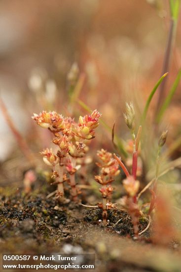 Pygmyweed