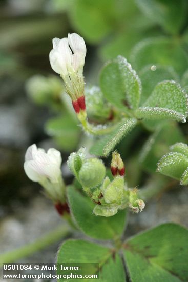Burrowing Clover blossoms & foliage detail w/ dew