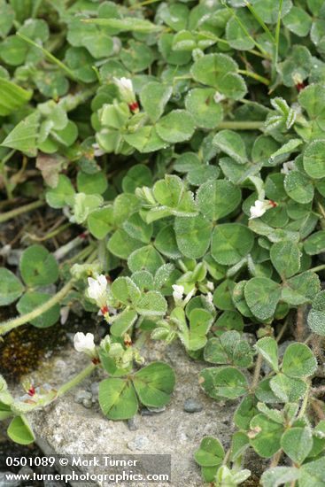 Burrowing Clover