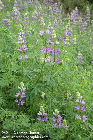 Streambank Lupines