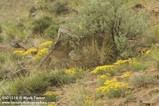 Yellow Desert Daisies among basalt boulders, Bluebunch Wheatgrass, Sagebrush