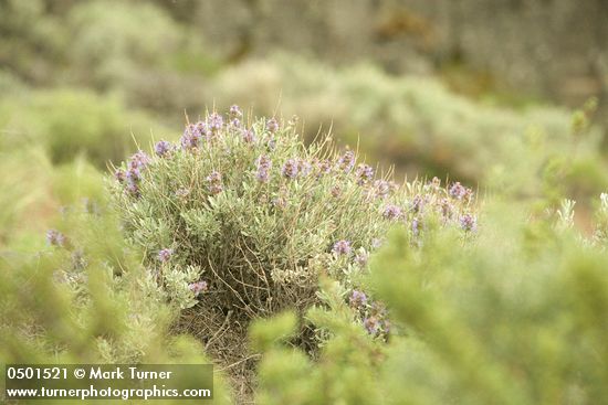 Purple Sage