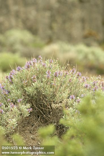 Purple Sage