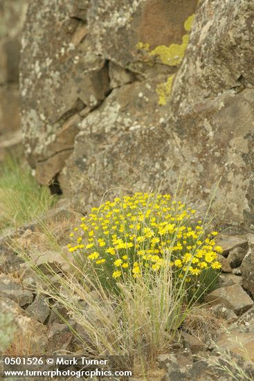 Yellow Desert Daisies, Bluebunch Wheatgrass at base of basalt cliff