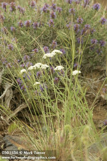 Yarrow w/ Purple Sage soft bkgnd