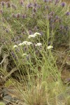 Yarrow w/ Purple Sage soft bkgnd