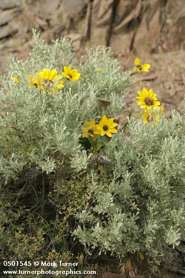 Balsamroot blossoms among Sagebrush