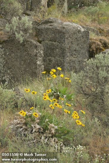 Balsamroot, Sagebrush w/ columnar basalt