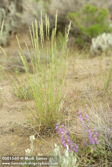 Bluebunch Wheatgrass