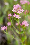 Monterey Centaury