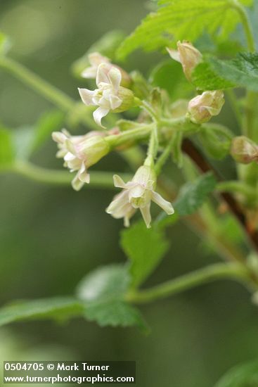 Sticky Currant blossoms detail