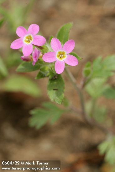 Varied-leaf Collomia