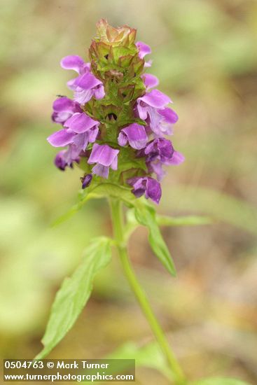 Self-heal blossoms & foliage detail