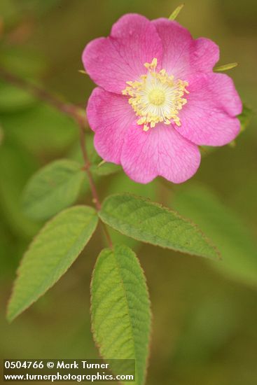 Clustered Wild Rose blossom & foliage detail