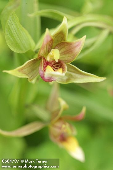 Stream Orchid blossom detail
