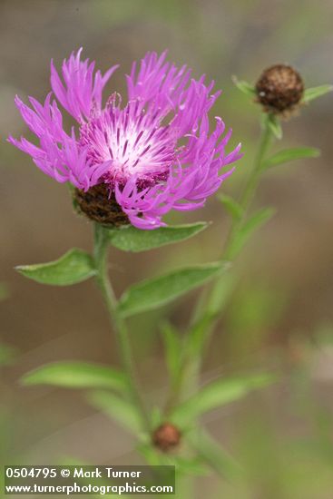 Meadow Knapweed blossom & foliage detail