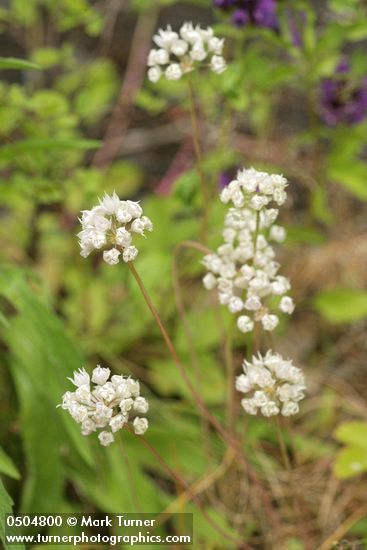 Onion blossoms
