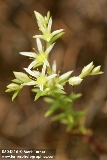 Narrow-leaved Sedum blossoms & foliage detail