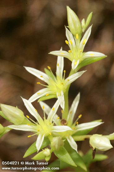 Narrow-leaved Sedum blossoms extreme detail