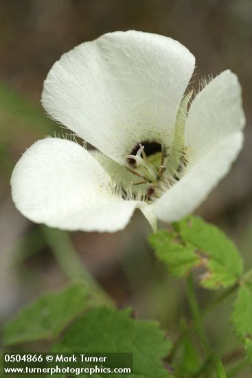 Umpqua Mariposa Lily blossom detail