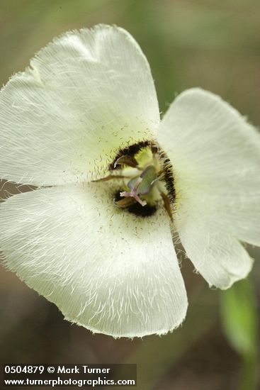 Umpqua Mariposa Lily blossom detail
