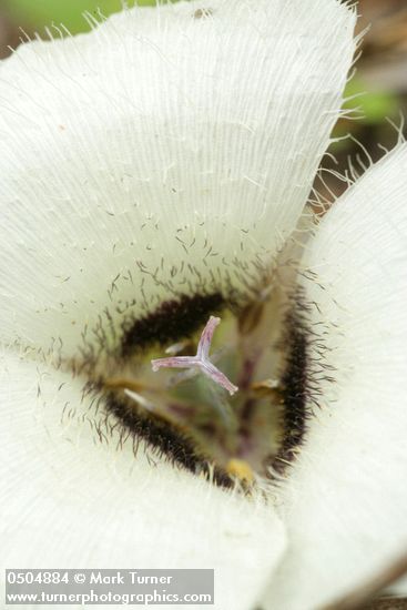 Umpqua Mariposa Lily blossom extreme