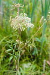 Cicuta douglasii