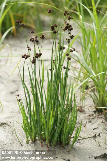 Swordleaf Rush (Daggerleaf Rush)