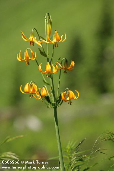 Columbia Lily blossoms against soft green bkgnd