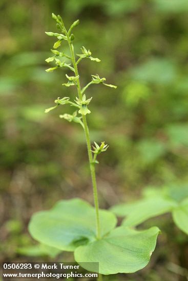 Neottia banksiana