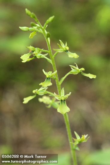 Neottia banksiana