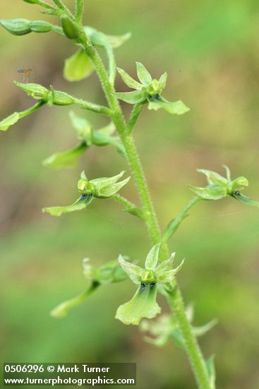Neottia banksiana
