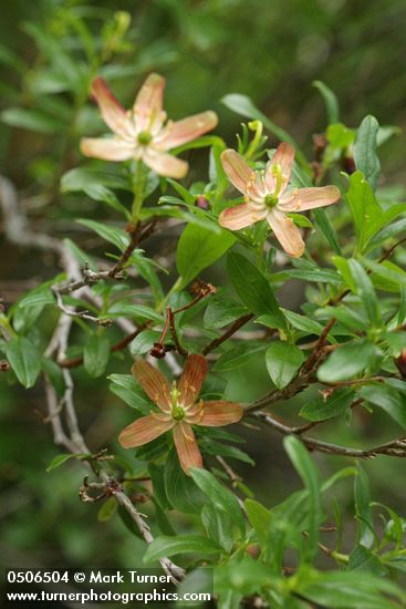 Copperbush blossoms & foliage