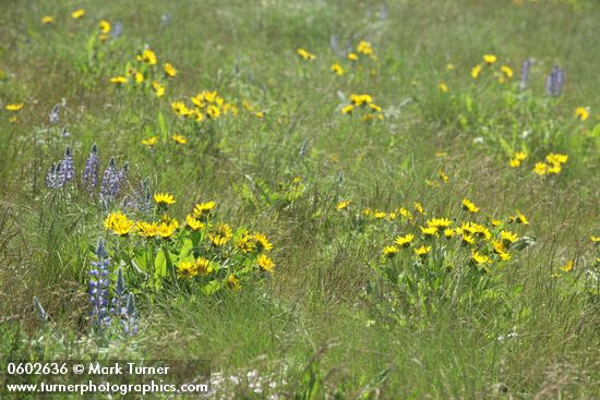 Balsamorhiza careyana