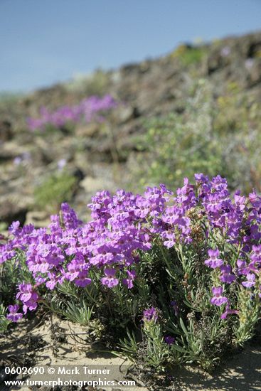 Gairdner's Penstemon